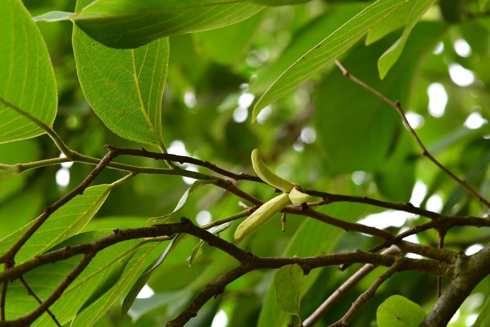 Annona cherimola